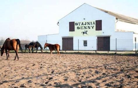 Noclegi Przy Stajni Senny - Horse Riding Leba Ngoại thất bức ảnh