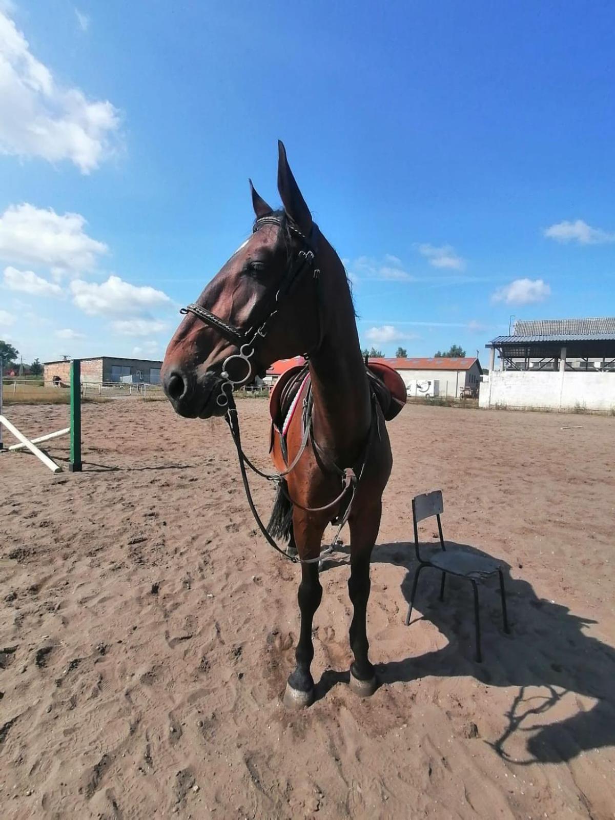 Noclegi Przy Stajni Senny - Horse Riding Leba Ngoại thất bức ảnh